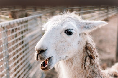 Close-up of a horse