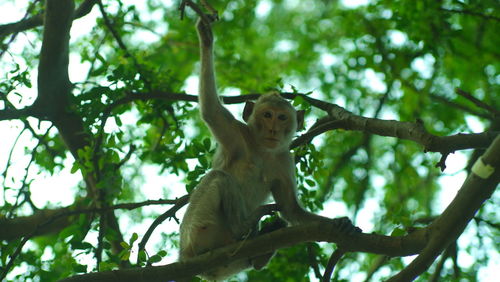 Low angle view of monkey sitting on tree