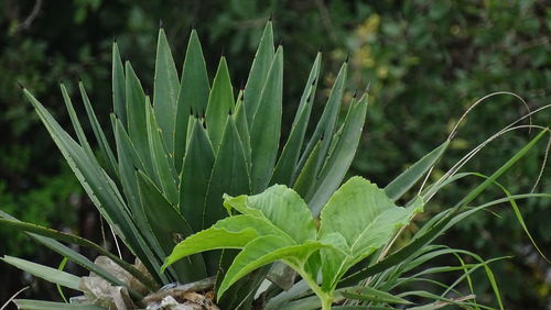 Close-up of plants growing on field