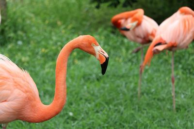 Flamingoes on field