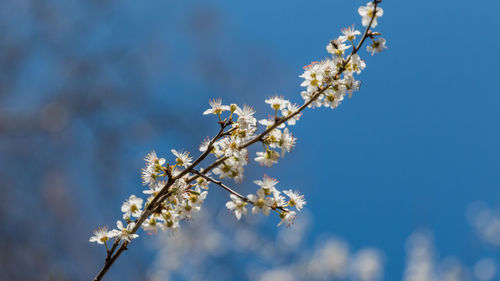 Low angle view of cherry blossoms against sky