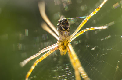Spider in its habitat