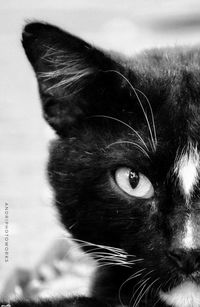 Close-up portrait of a cat