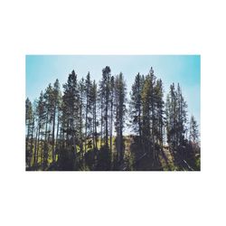 Close-up of trees in forest against sky