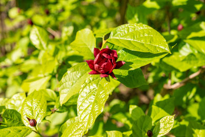 leaf
