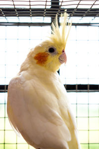 Cockatiel bird