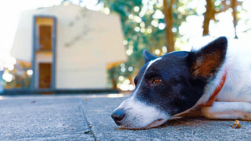 Close-up of dog resting on footpath