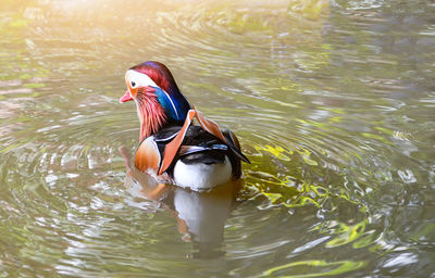 View of duck swimming in lake