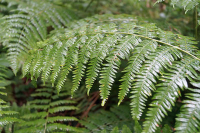 Close-up of fern leaves