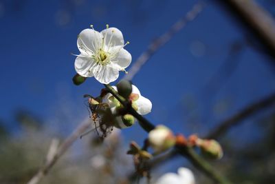 Close-up of white flowers