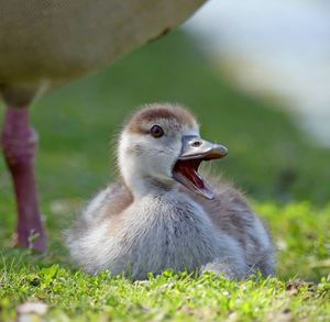 Close-up of ducklings on field