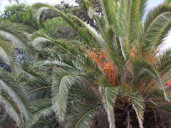 Close-up of tree branch