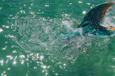 Close-up of fish in water