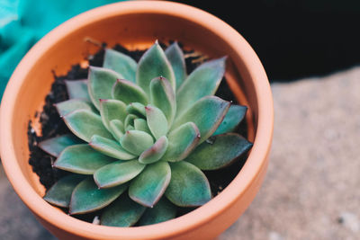 High angle view of succulent plant in pot