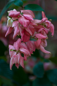 Close-up of pink flowering plant