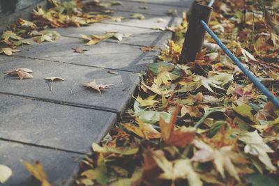 High angle view of maple leaves on footpath