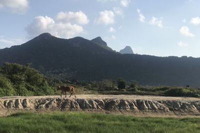 View of a field with mountain range in background