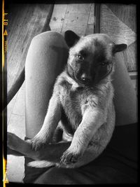 Portrait of puppy sitting outdoors