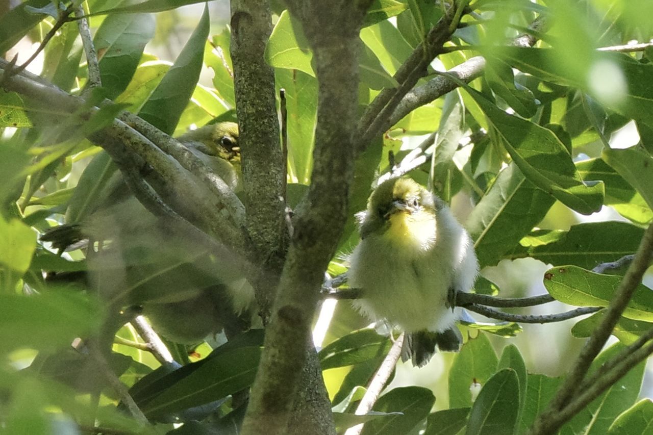 animal themes, plant, animal, animal wildlife, leaf, plant part, tree, wildlife, bird, one animal, nature, green, branch, growth, no people, perching, outdoors, low angle view, day, flower, beauty in nature