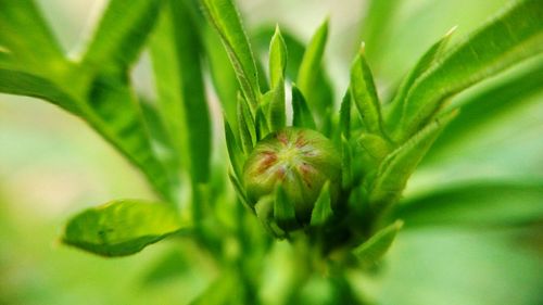 Close-up of insect on plant