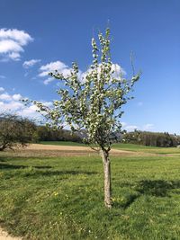 Tree on field against sky