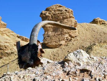 Close-up of animal skull on mountain against clear sky