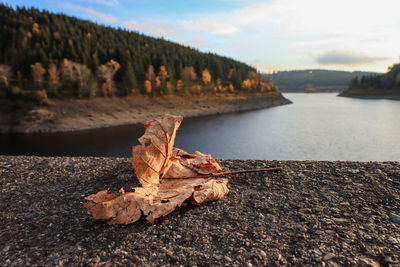 Close-up of dried autumn leaf on land against sky