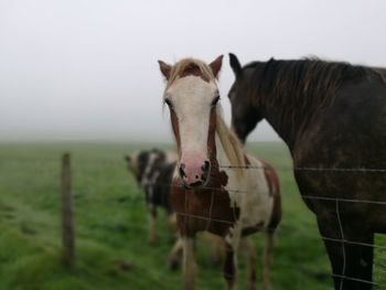 Tilt-shift image of horse by fence on field against sky in foggy weather