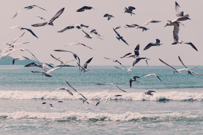 Seagulls flying over sea against sky