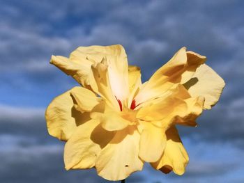 Low angle view of yellow flowering plant against sky