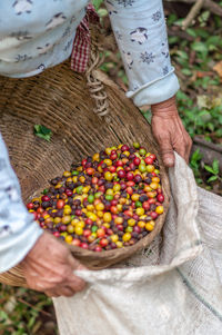 Cropped image of farmer putting coffee crops in sack from basket