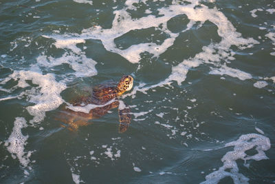 High angle view of turtle in sea