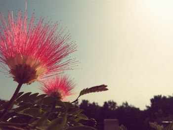 Close-up of flower against sky