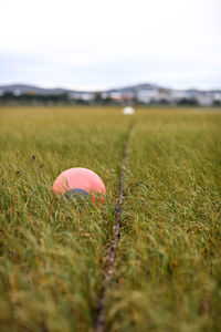 Close-up of easter egg on field