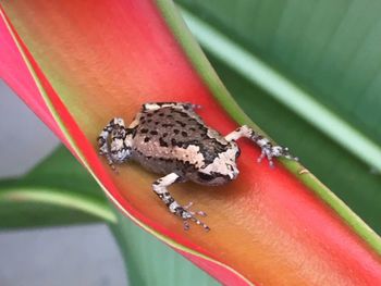 Close-up of frog on plant