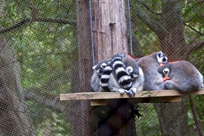 Ring-tailed lemurs sleeping on wood against chainlink fence at zoo