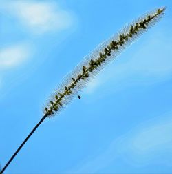 Low angle view of plant against clear blue sky