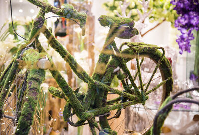 Close-up of lizard on plant