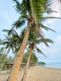 Palm trees on beach against sky