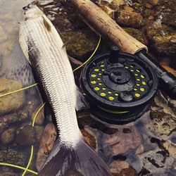 High angle view of dead fish by fishing reel at lakeshore