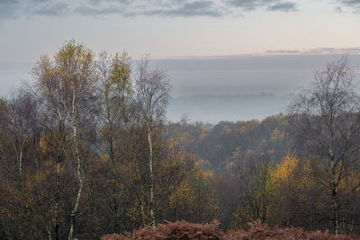 Scenic view of forest against sky during foggy weather