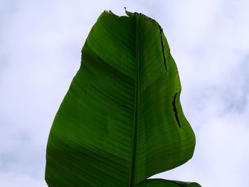 Low angle view of leaf on plant against sky