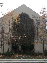 Trees by building against sky