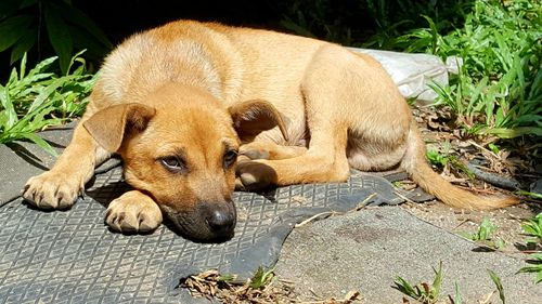 Close-up of puppy sleeping outdoors