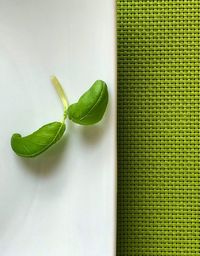 Close-up of basilic green leaves on a green and white background