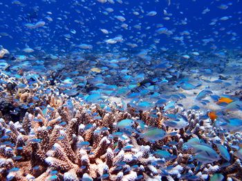 View of fish in sea