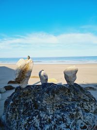 Seagulls on beach