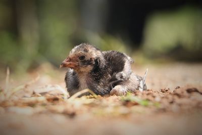 View of a bird on land