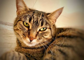 Close-up portrait of a cat