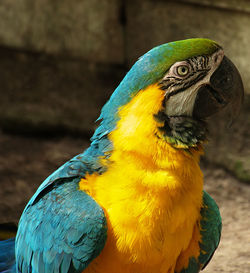 Close-up of a parrot